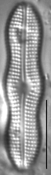 Boreozonacola hustedtii LM4