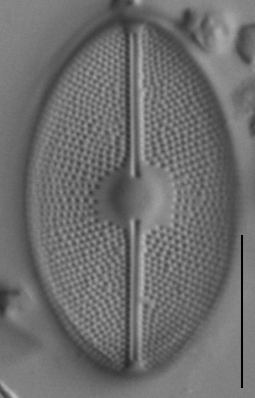 Cavinula maculata LM3