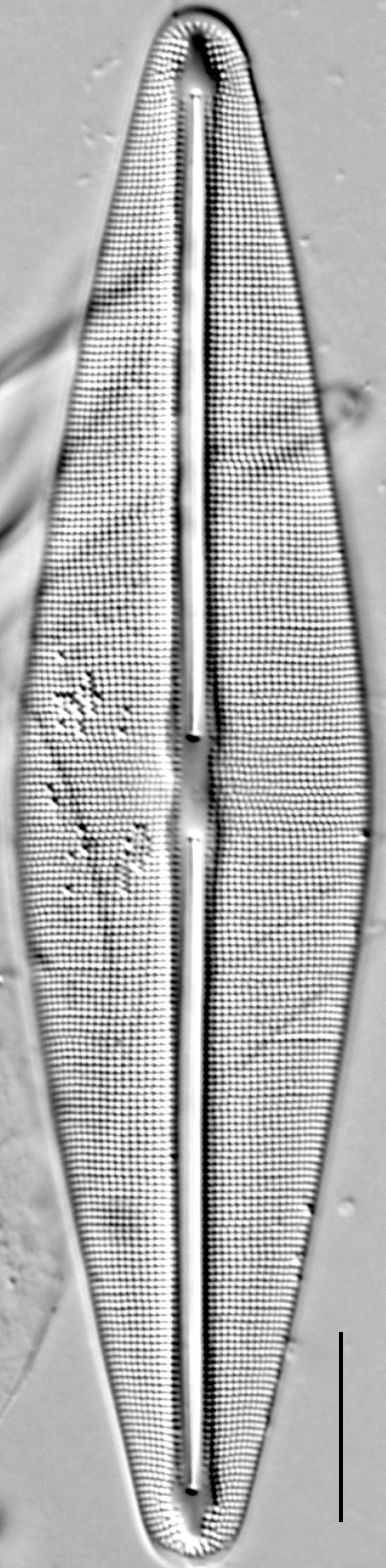 Frustulia rexii LM4