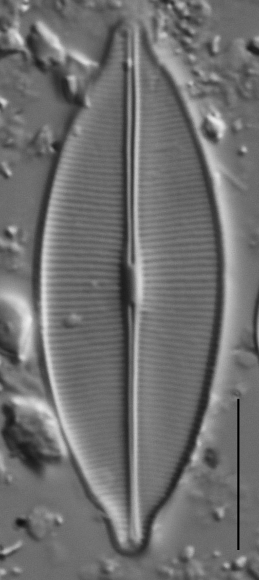 Craticula accomodiformis LM4