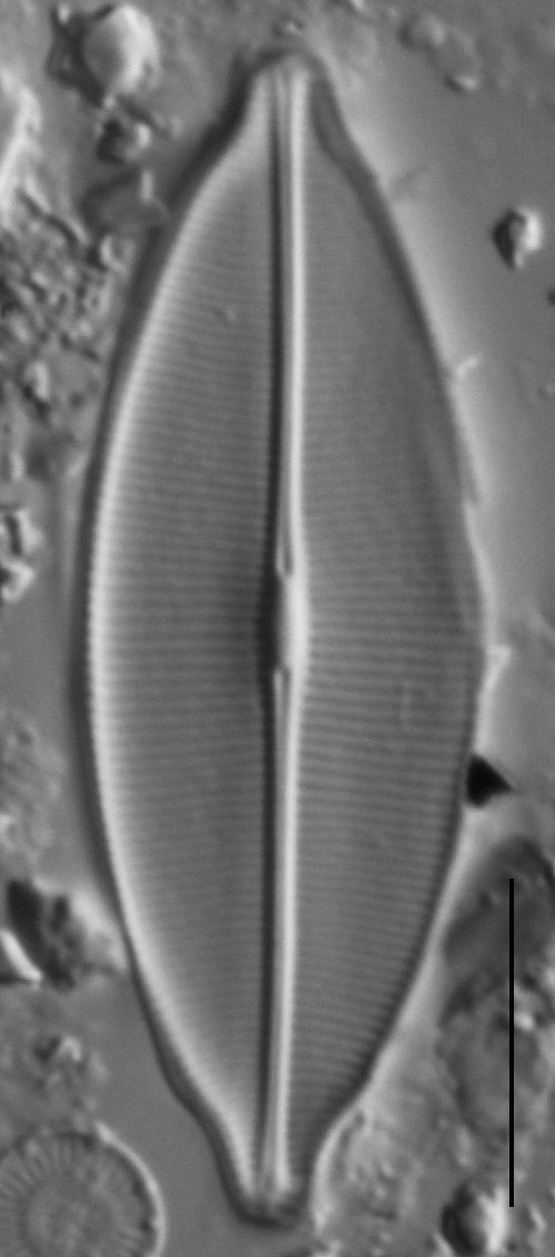 Craticula accomodiformis LM3