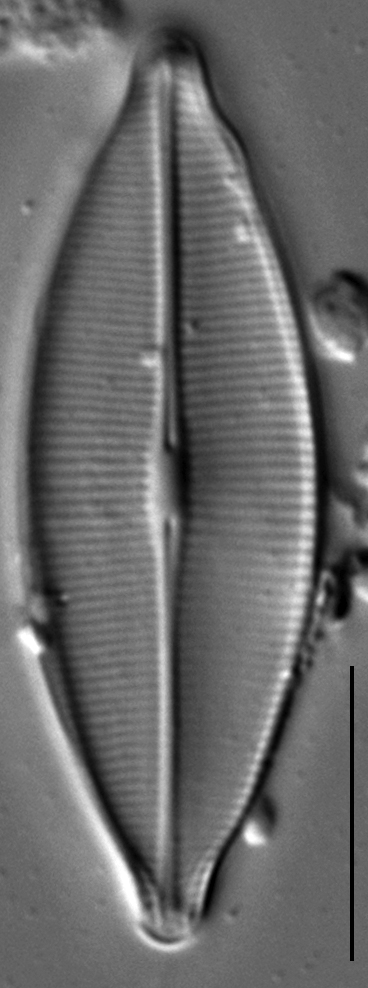 Craticula accomodiformis LM6