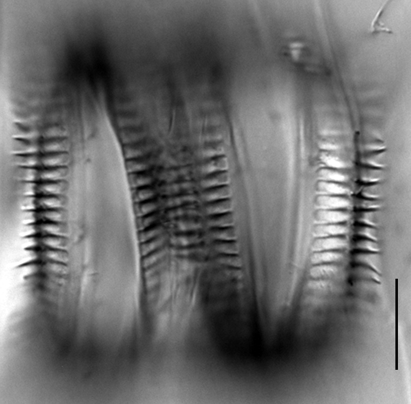 Cyclotella quillensis LM4