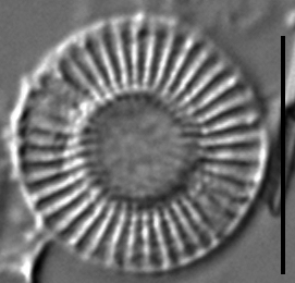 Cytholiformis 5