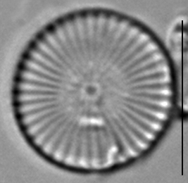 Cytholiformis 6