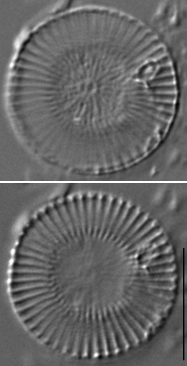 Cytholiformis2