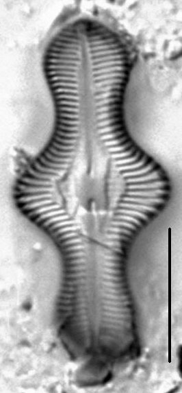 Caloneis lewisii LM4