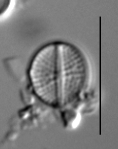 Cavinula pseudoscutiformis LM3