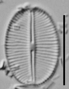 Cavinula Jaernefeltii Vt10003 V2 A 011018 10 C