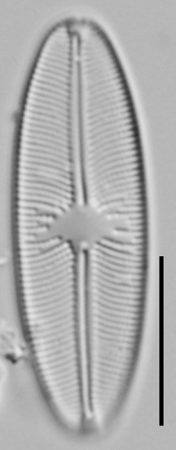 Cavinula variostriata LM4