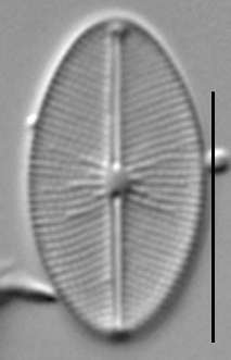 Cavinula cocconeiformis LM4