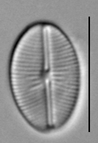 Cavinula cocconeiformis LM5