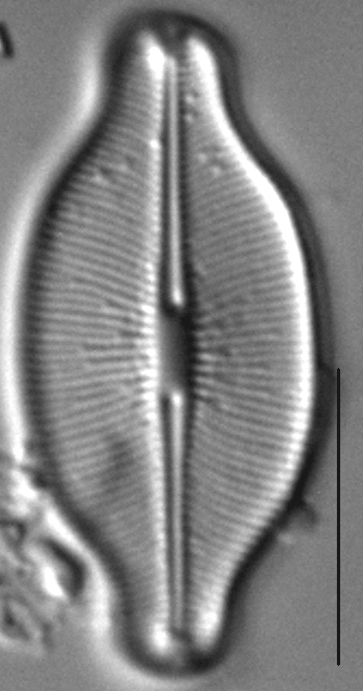 Caloneis budensis LM1