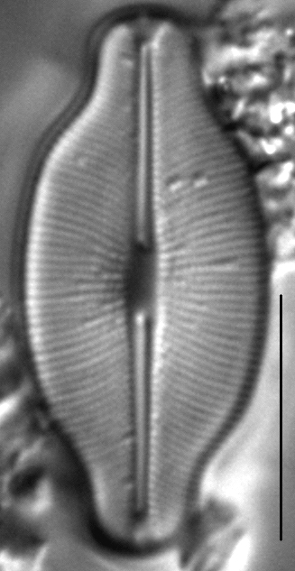 Caloneis budensis LM2