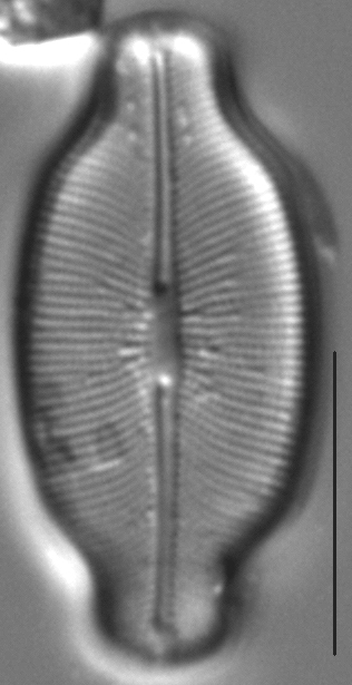 Caloneis budensis LM3