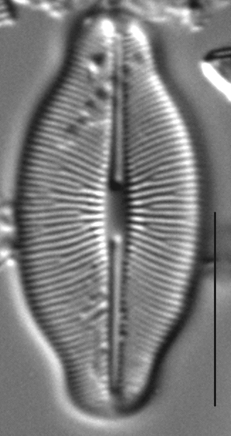 Caloneis budensis LM5