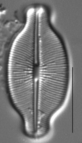 Caloneis budensis LM6