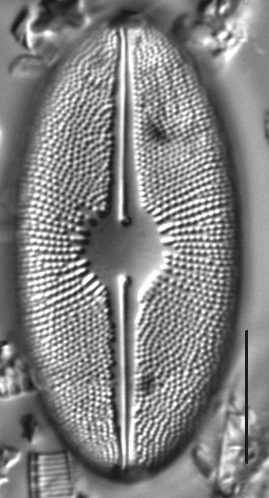 Cavicula scutiformis LM1