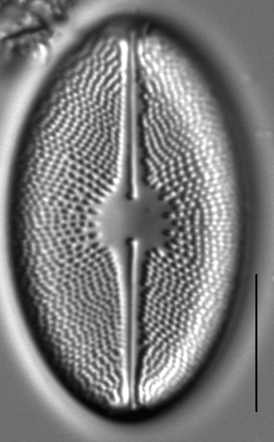 Cavicula scutiformis LM2