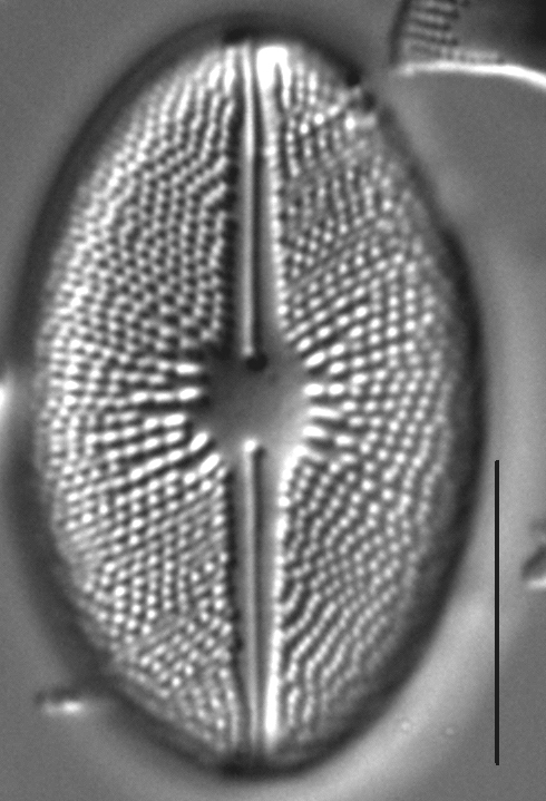 Cavicula scutiformis LM3