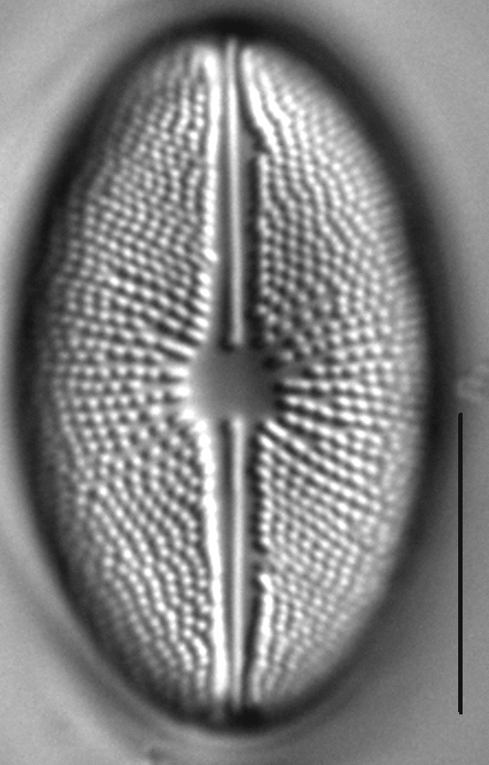 Cavicula scutiformis LM5