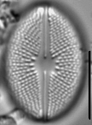 Cavicula scutiformis LM7