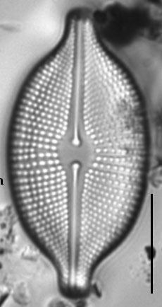 Cosmioneis citriformis LM2