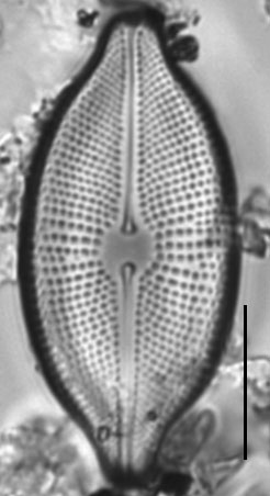 Cosmioneis citriformis LM1