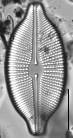 Cosmioneis citriformis LM7