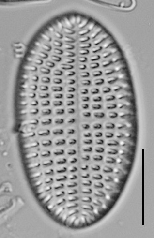 Cocconeis Cascadensis Lm02