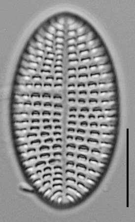 Cocconeis Cascadensis Lm03