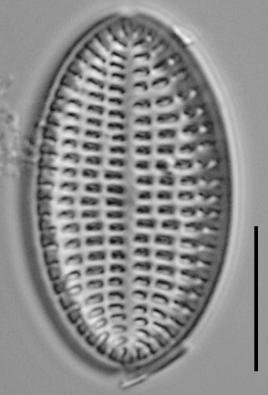 Cocconeis Cascadensis Lm05