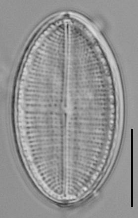 Cocconeis Cascadensis Lm06