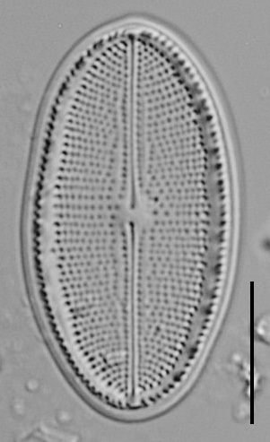 Cocconeis Cascadensis Lm07