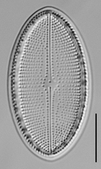 Cocconeis Cascadensis Lm08