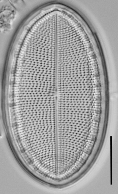 Cocconeis coreana LM3