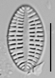 Cocconeis Neodiminuta Lm03