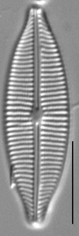 Craticula buderi LM5