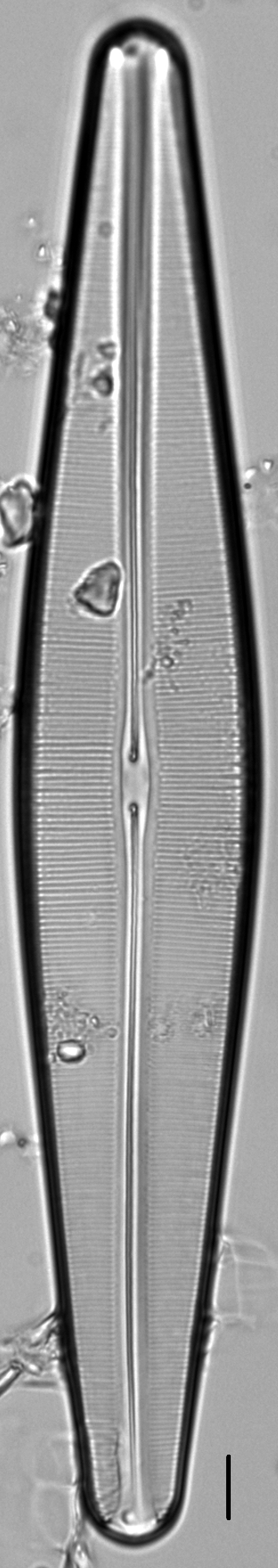 Craticula pampeana LM4