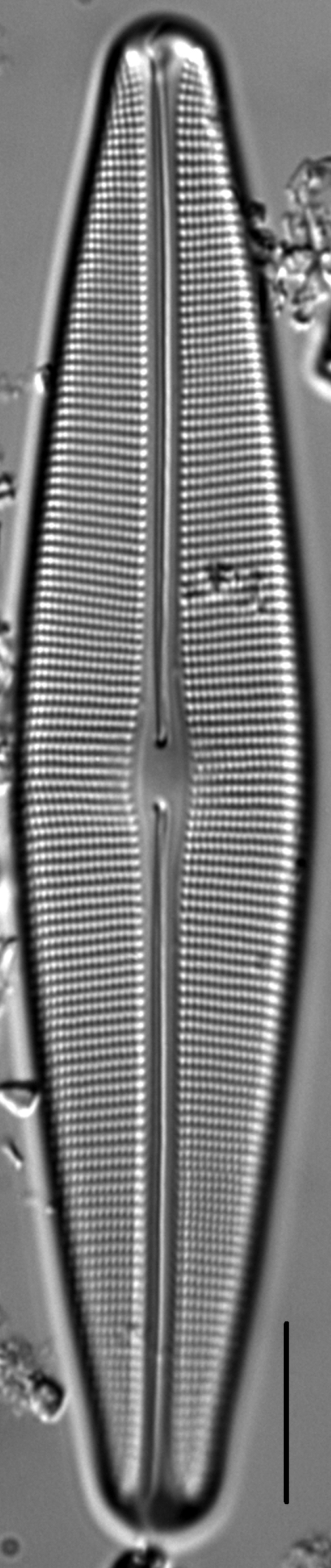 Craticula sardiniana LM3