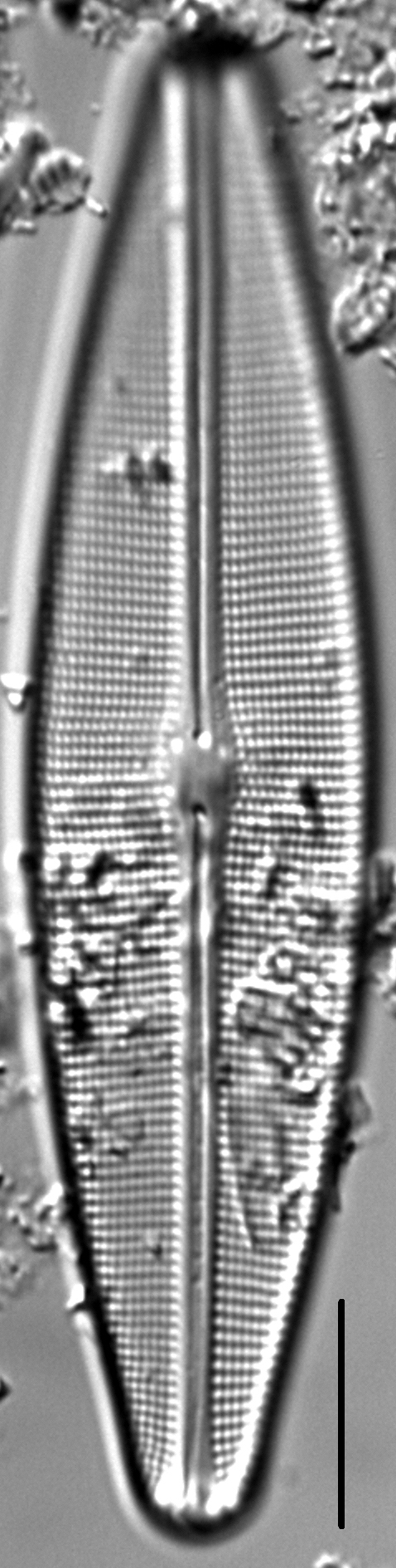 Craticula sardiniana LM5