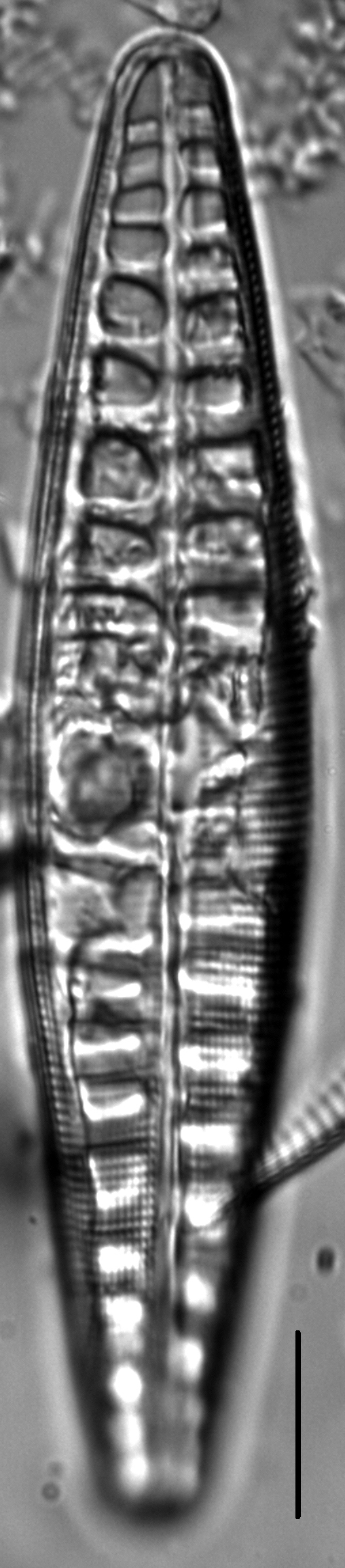 Craticula sardiniana LM6