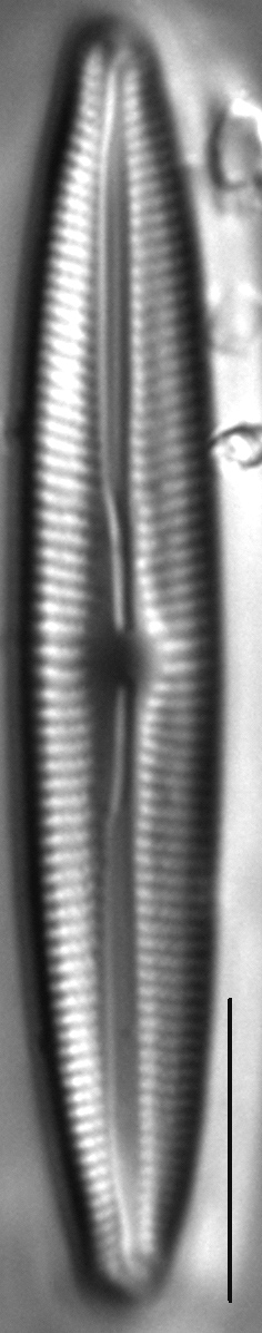 Cymbopleura inceriformis v laterostrata LM2