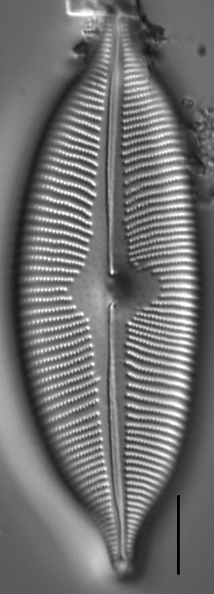 Cymboapiculata5