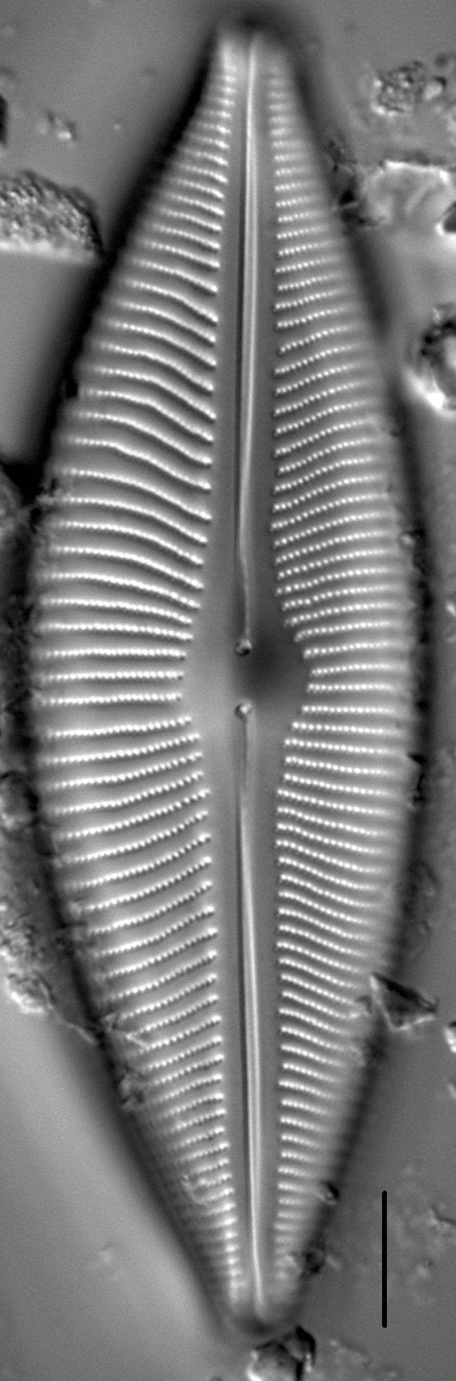 Cymbopleura inaequalis LM3