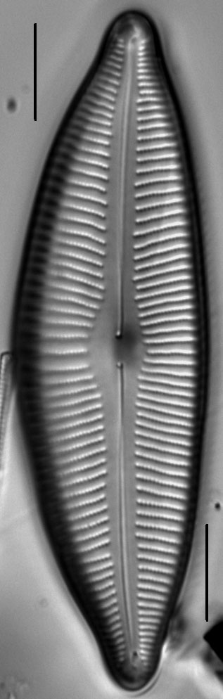 Cymbopleura lata LM3