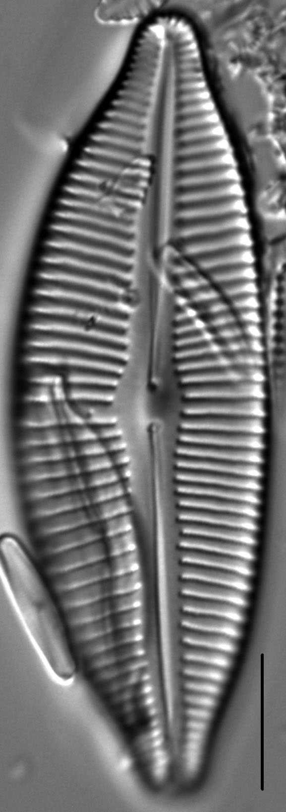 Cymbopleura lata LM5