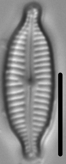 Cymbopleura amphicephala LM7