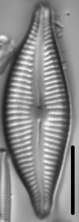 Cymbella designata LM2