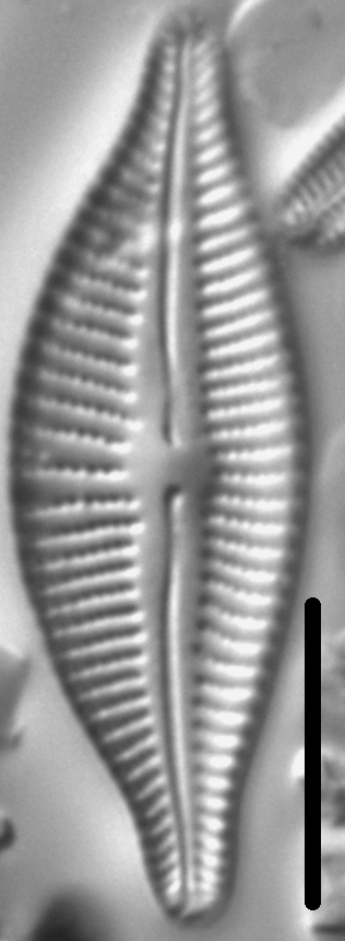 Cymbella designata LM3